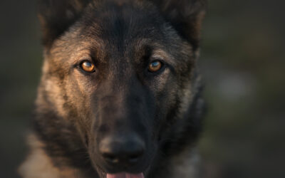 Uncompromising Selection Testing for Elite Protection Dogs